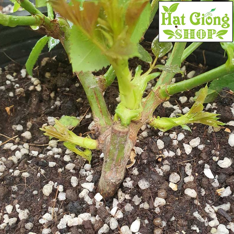 Đá Perlite-Đá trân châu  Size 2-5mn