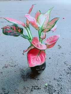 Chậu Vạn Lộc