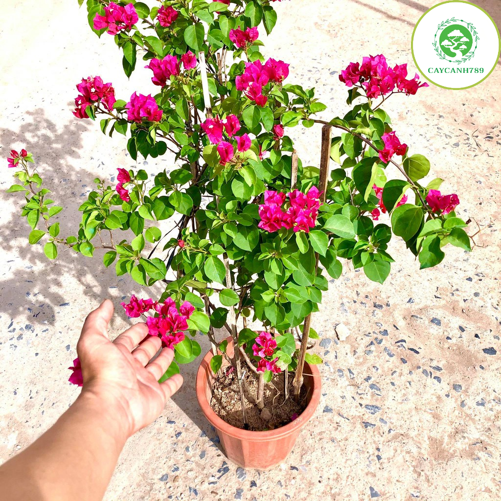 Cây hoa giấy đỏ cao 70cm đang hoa (Ảnh Thật)