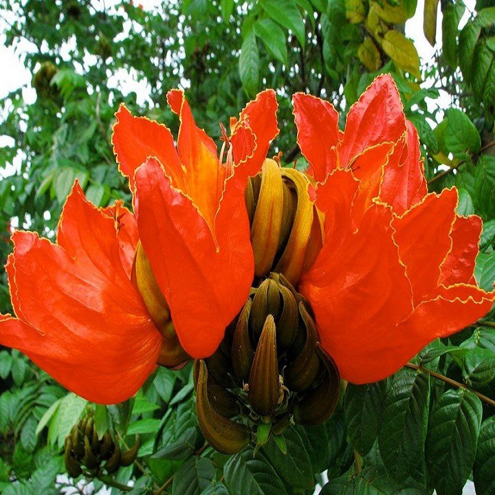 CÂY GIỐNG CÂY PHƯỢNG LỬA ( PHƯỢNG HOÀNG LỬA)