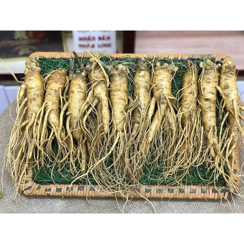 NHÂN SÂM TƯƠI HÀN QUỐC 15 CỦ/KG