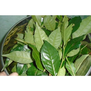 lá chè xanh tươi (1kg)