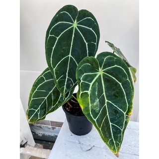 Cây Anthurium Crystallinum