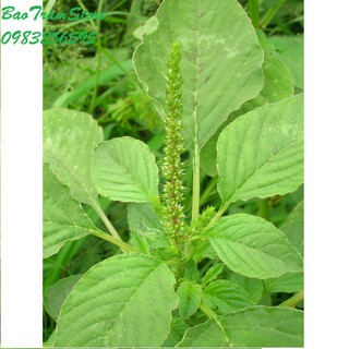 Phân phối Hạt giống rau dền xanh lá liễu gói 20 gram xuất xứ Việt Nam hàng chính hãng, nhập khẩu và phân phối trực tiếp.