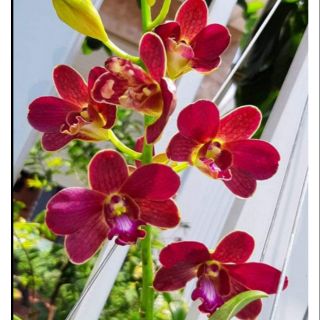 Hoa lan Denro nắng Sampranred