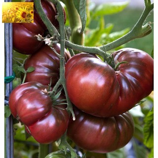 Hạt Giống Cà Chua Socola Qủa To (30 Hạt)