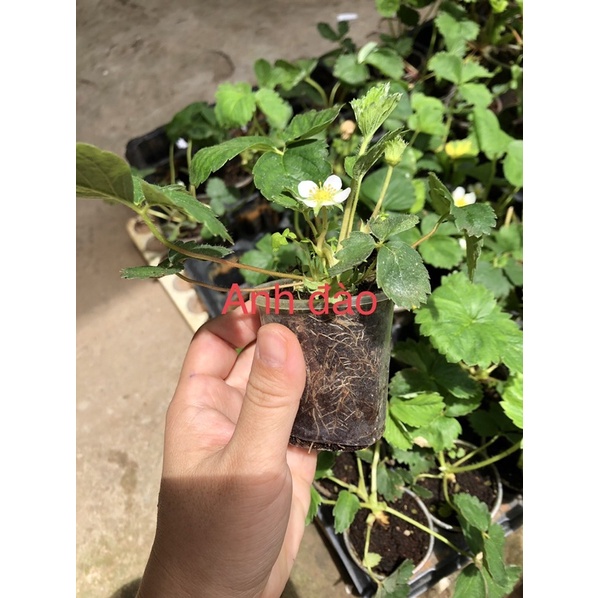 5 cây Mô ly dâu tây 1-1,5 tháng có 9-10 giống dâu, inb shop để biết chi tiết tên giống