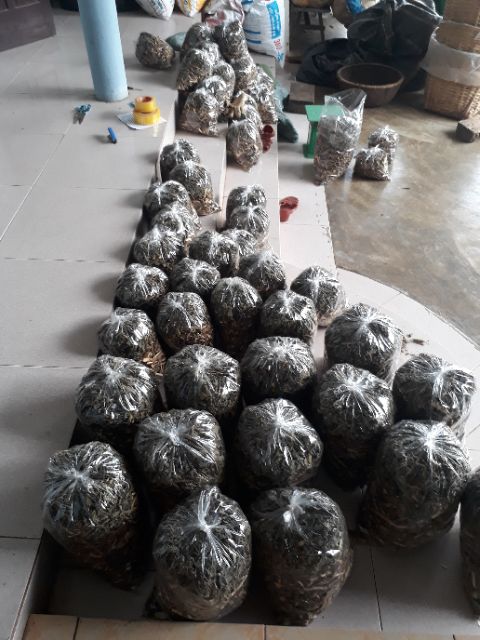 Rễ ưng bất bạc
