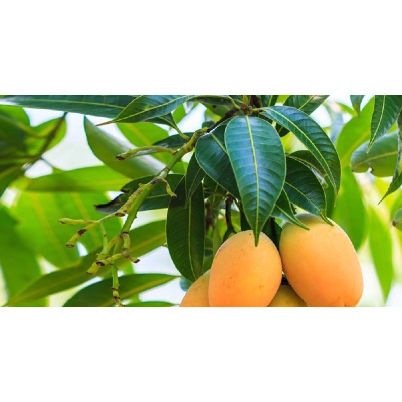 Lá xoài sấy khô túi 500g và 1kg Anh cá