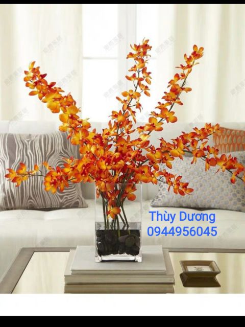 Chậu thủy tinh mini trồng cây thủy sinh thả cá