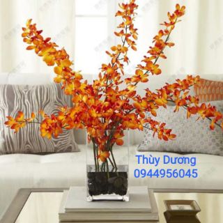 Lọ thủy tinh trồng cây , thả cá miệng loe.