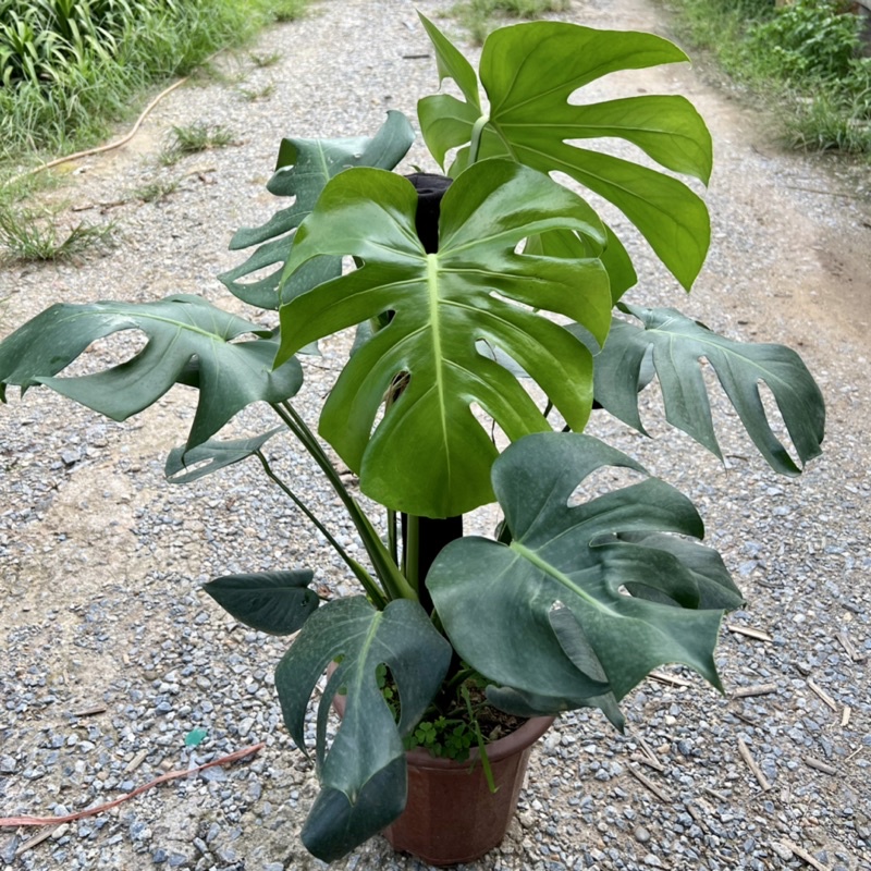 Cây trầu bà Monstera size trưởng thành leo cột bản lá to, cây cảnh phong thủy nội thất mang đến phú quý