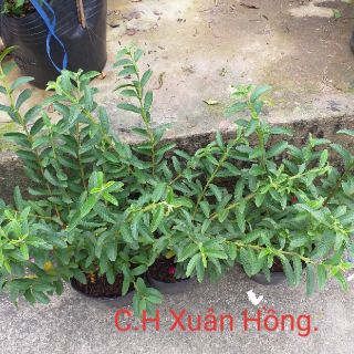 Cây ổi sẻ(ổi nhật) cây đẹp.