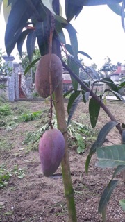 Cây giống xoài tím úc