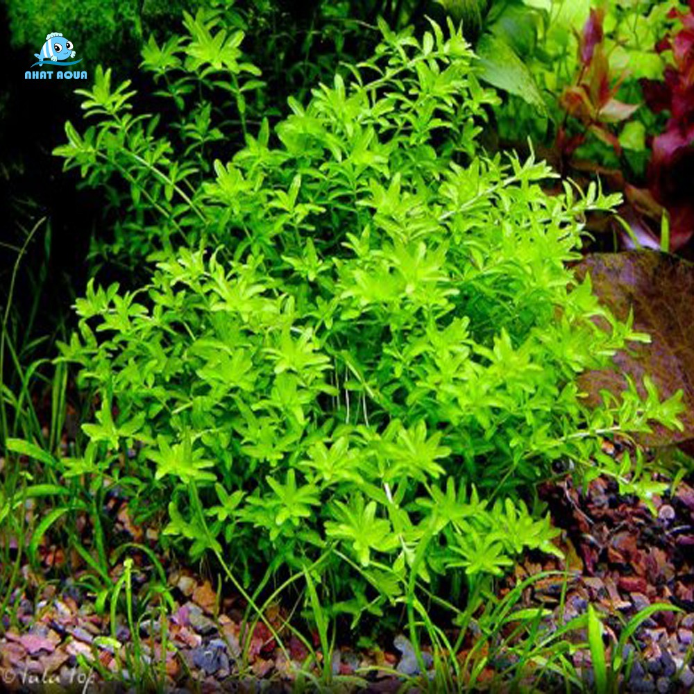 Cây thuy sinh Trân châu cao lá kim