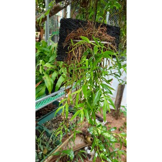 hoa phong lan nghệ tâm