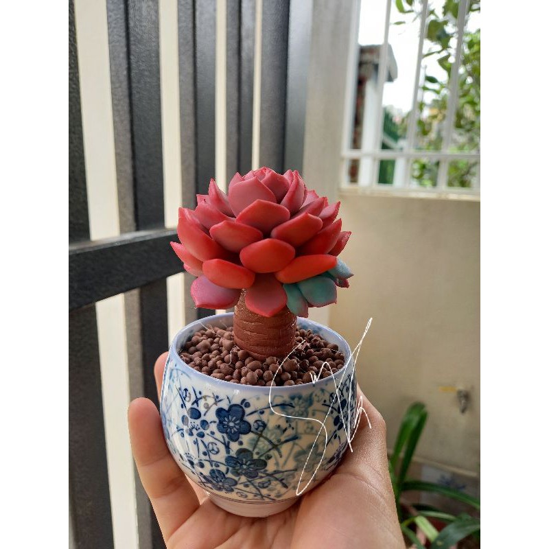 Sen thụ đất sét đẹp