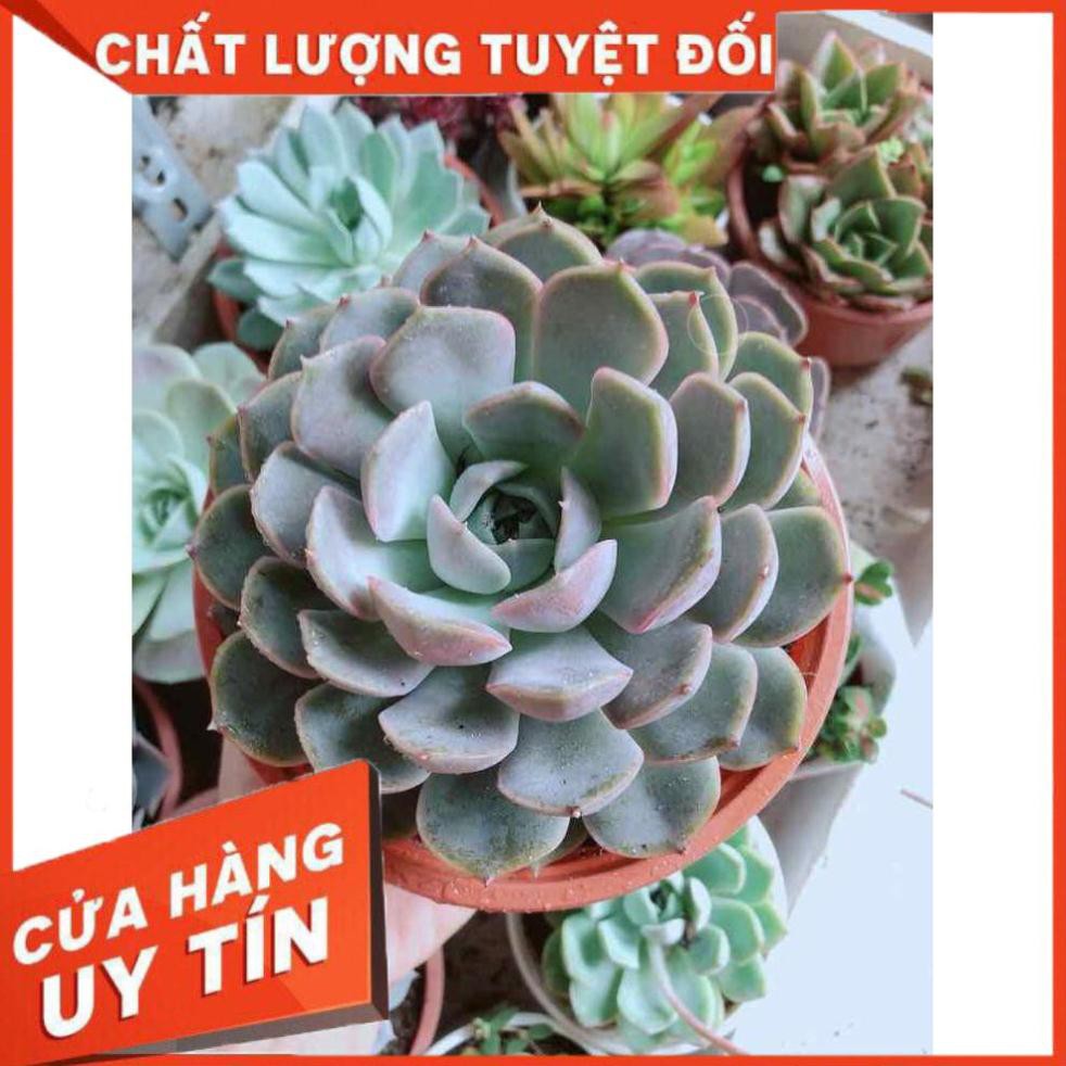 Sen đá tím cánh cứng Nhiều Người Mua