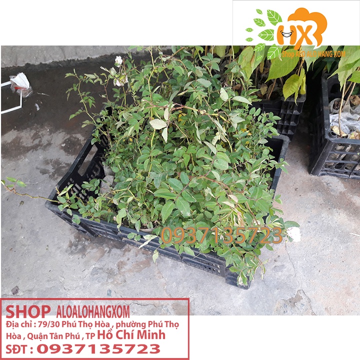 Cây hoa hồng tầm xuân cây con -combo 5 cây