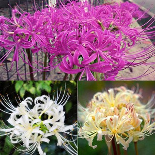 Combo Hoa củ truyền thuyết bỉ ngạn Đỏ Trắng Vàng