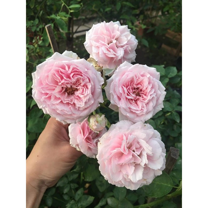 CÂY GIỐNG Hoa hồng điều CỔ– giống hoa hồng truyền thống quý hiếm của Việt Nam-SSD
