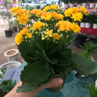 Hoa sống đời