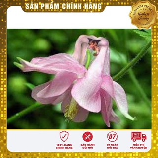 Hạt Giống Hoa Bồ Câu Mix