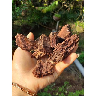 Vỏ thông băm sẵn