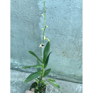 Lan Denro nắng bà liễu xưa
