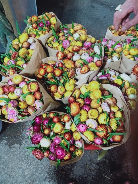 Hoa bất tử tươi Đà Lạt (đoá)