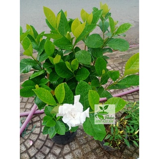 Cây dành dành hoa thơm chịu nắng tốt