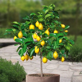 Chanh mỹ vàng cây sắp ra trái