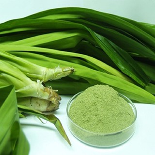 BẦU CÂY LÁ CƠM NẾP , LÁ NẾP THƠM (CÂY LÁ DỨA THƠM )