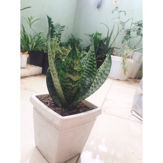 cây lưỡi hổ, lưỡi hổ thái