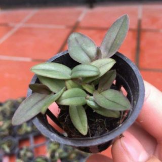DÃ HẠC CHÂU NHƯ GIỐNG