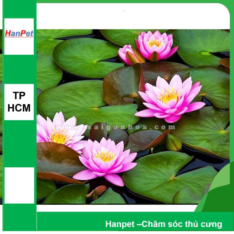 HCM-HP10020LV-(HOA TRONG NHÀ) Hạt giống Hoa súng mini Thái (loại thân lùn bông nhỏ nhiều màu) Combo 5 hạt 5 mà