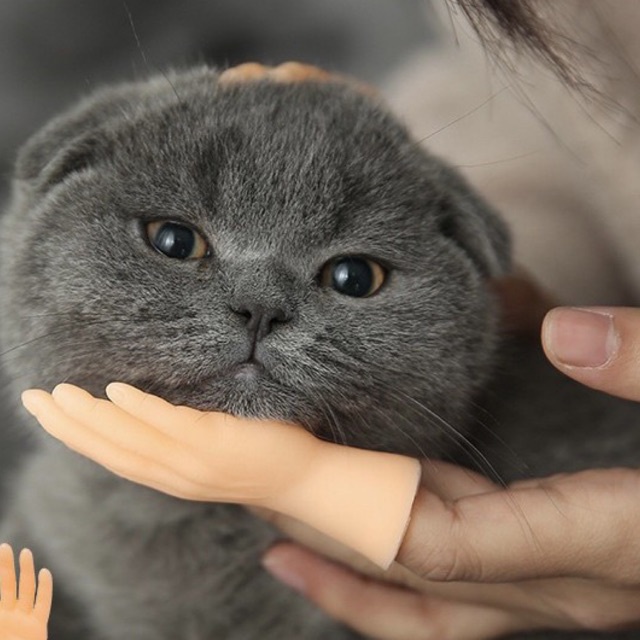 Găng tay matxa mèo