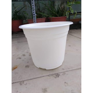 Combo 5 chậu trắng