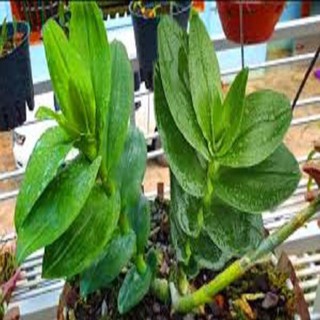 Hoa lan phi điệp- mít xuân sơn(cây cao 25cm)