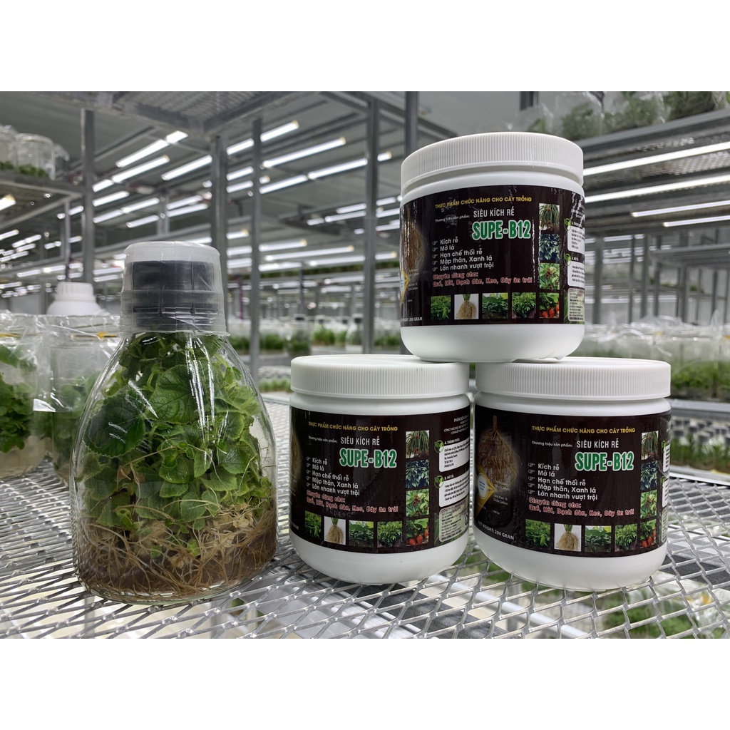 Kích rễ cực mạnh, bật chột, bật mầm SUPE B12