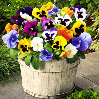 Hạt giống hoa bướm viola - TTH