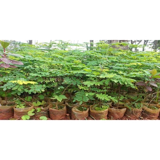 1kg Hạt cẩm lai đỏ
