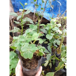 Củ chua me đất/1 cây