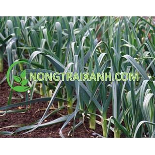 300H - HẠT GIỐNG HÀNH BARO/ TỎI TÂY
