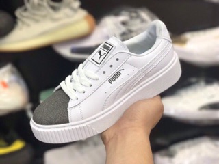 Puma puma.
