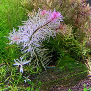 cây thuỷ sinh bạch thái dương 25k/ 10 ngọn