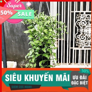 Chậu lan hat dưa cẩm thạch