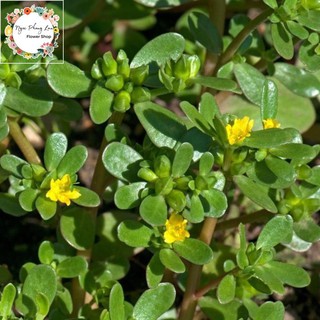 Giống Rau Sam, Rau Sam, Sam Đất - Gói 2 Gram