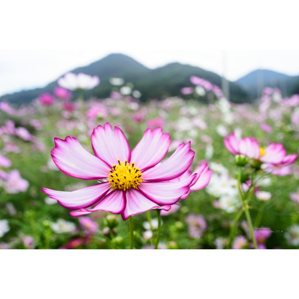 Ống kính máy ảnh Quantaray 24mm f2.8 Macro AF Sony A  - 11053