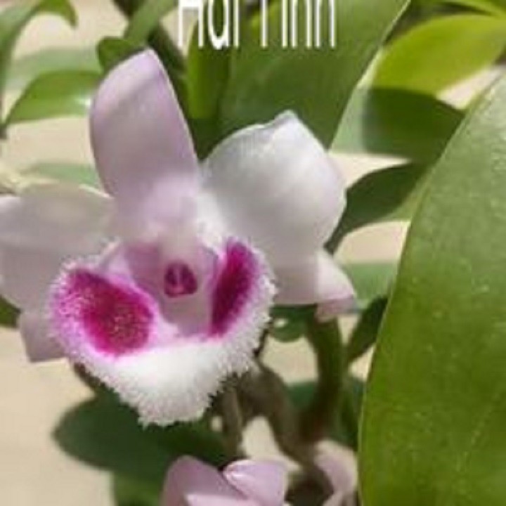 Hoa lan phi điệp - bầu cánh mai(cây cao 20cm,trồng ấm chậu,bộ rễ khỏe)